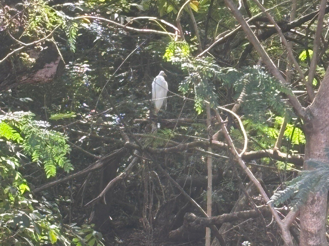 Parque Ecologico Prof. Hermogenes de Freitas-坎皮纳斯必去景点