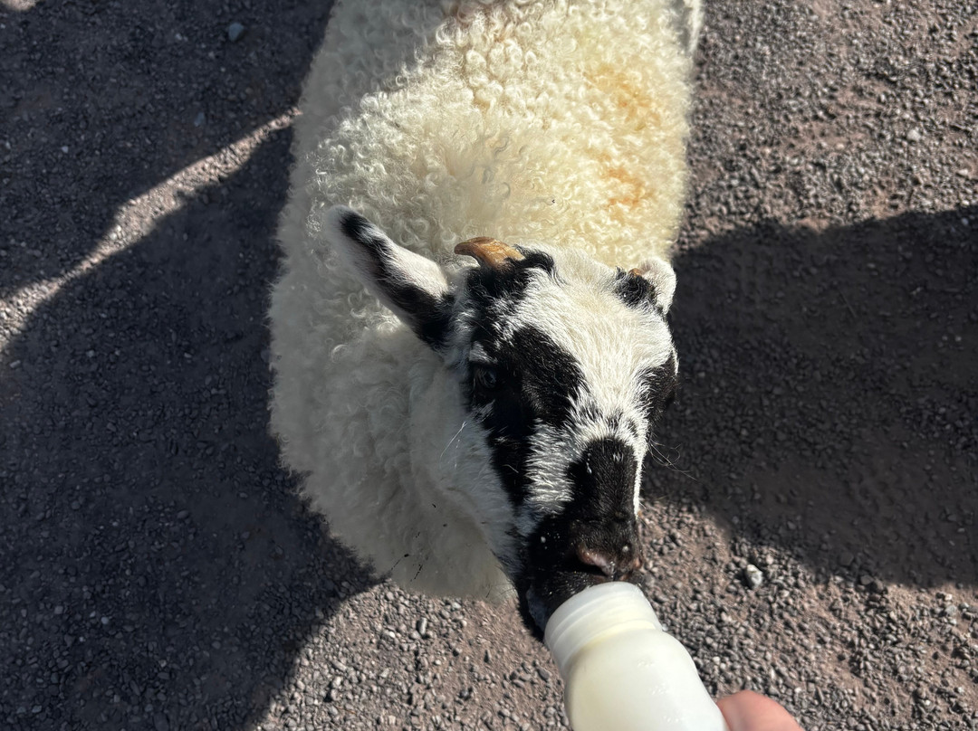 West Kerry Sheep Dog Demonstrations景点图片
