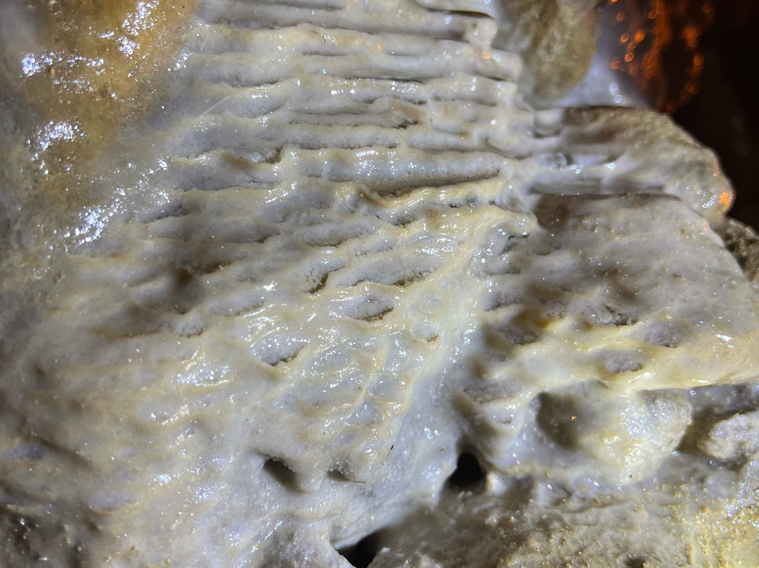 Florida Caverns State Park-Marianna必去景点