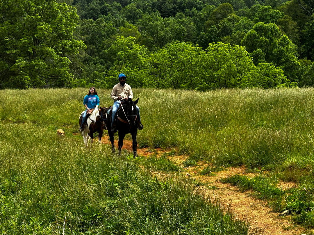 Sandy Bottom Trail Rides景点图片