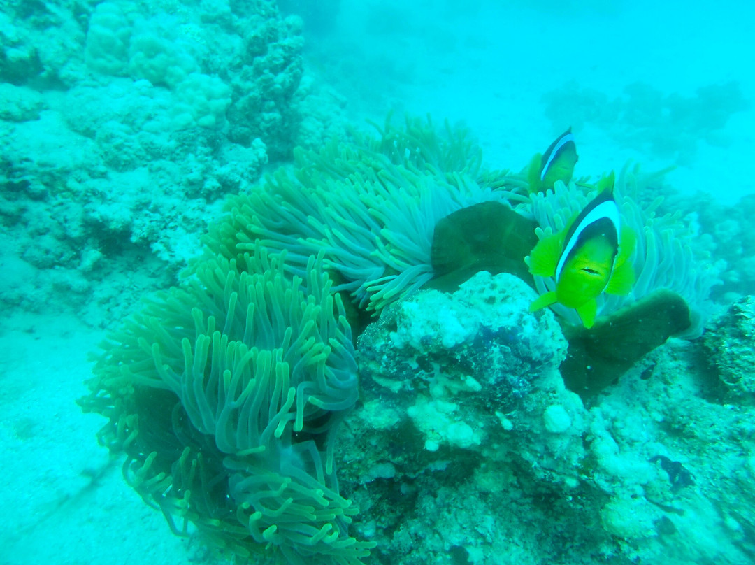 Emperor Divers-马萨阿拉姆必去景点