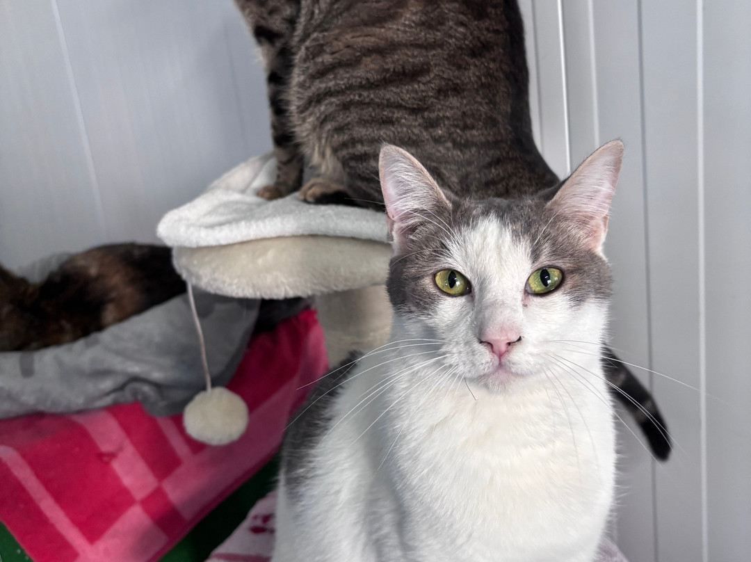 Triple A Marbella Animal Shelter景点图片
