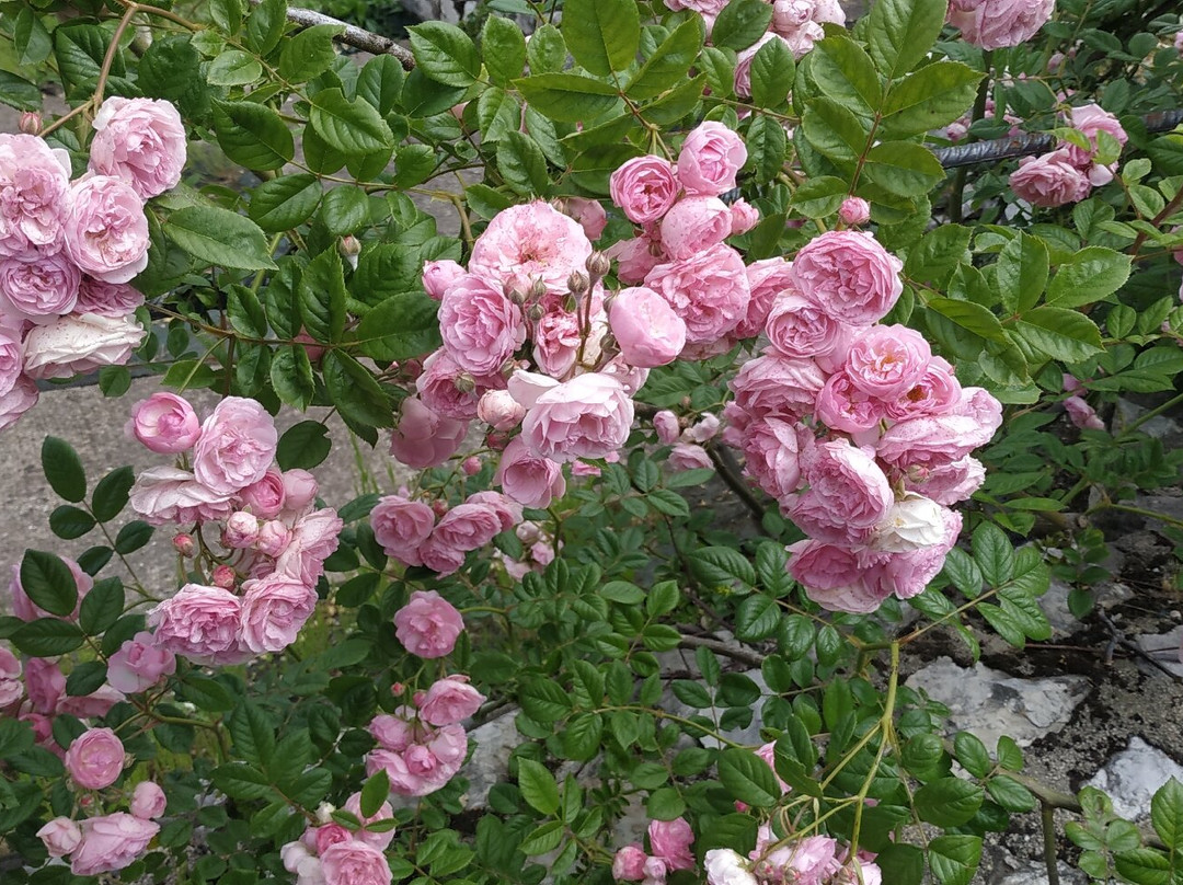 Roseto Vacunae Rosae景点图片