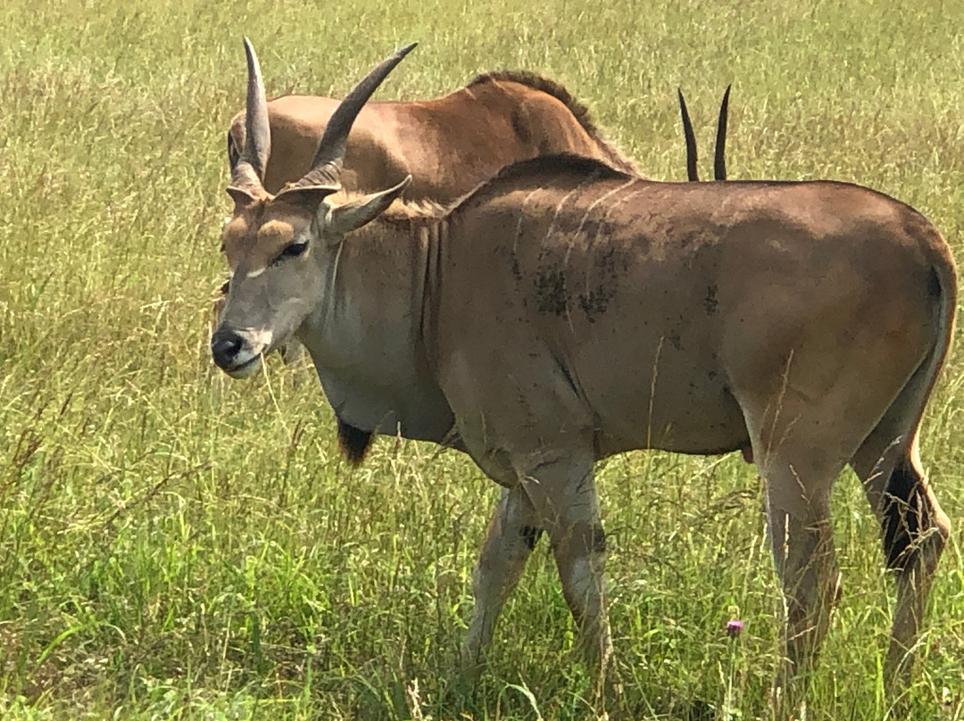 Wild Georgia Safari Park