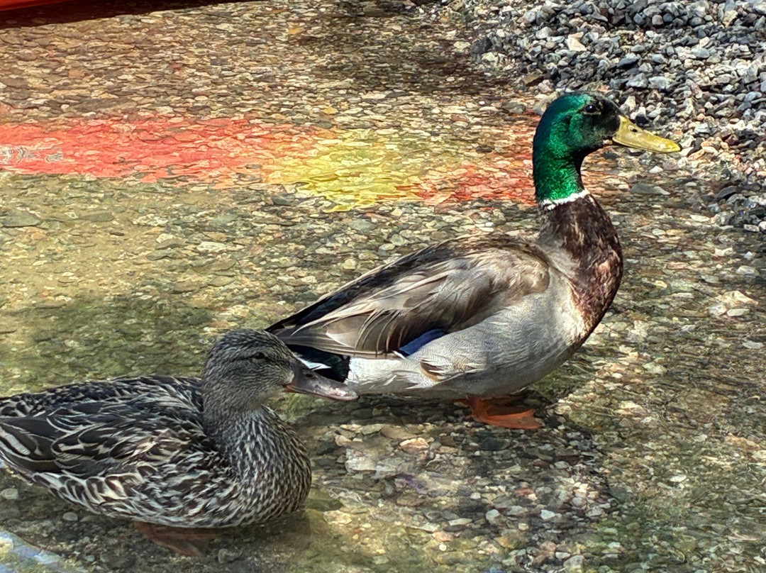 EZ Kayak Tours and Rentals-拉斯维加斯必去景点