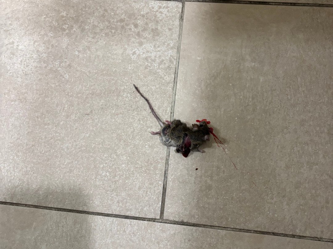 Best Western Torchlite主图