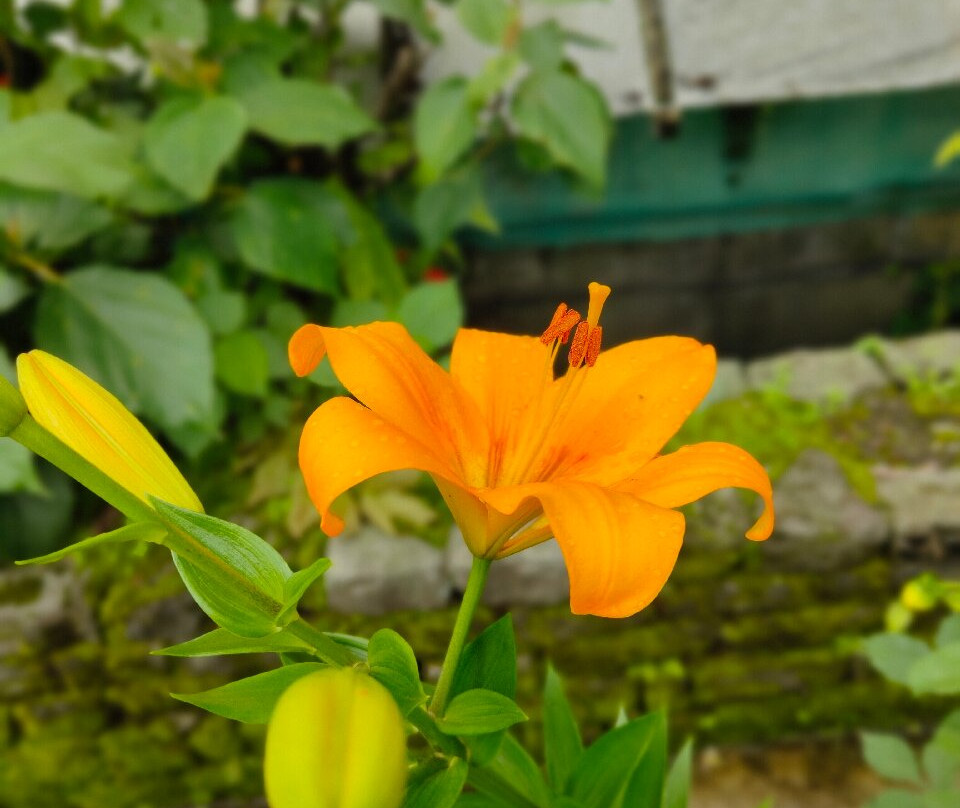 Tashigang Hotel主图