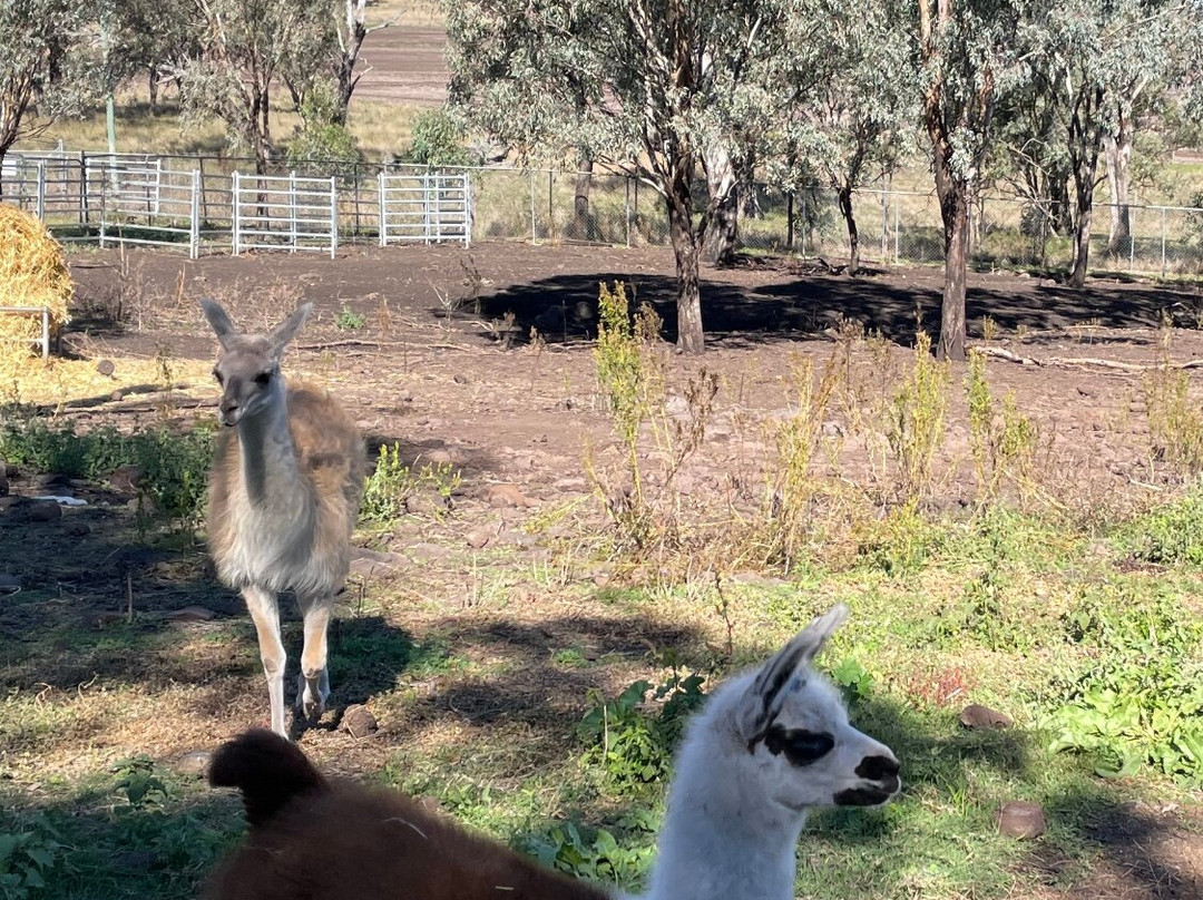 Darling Downs Zoo景点图片