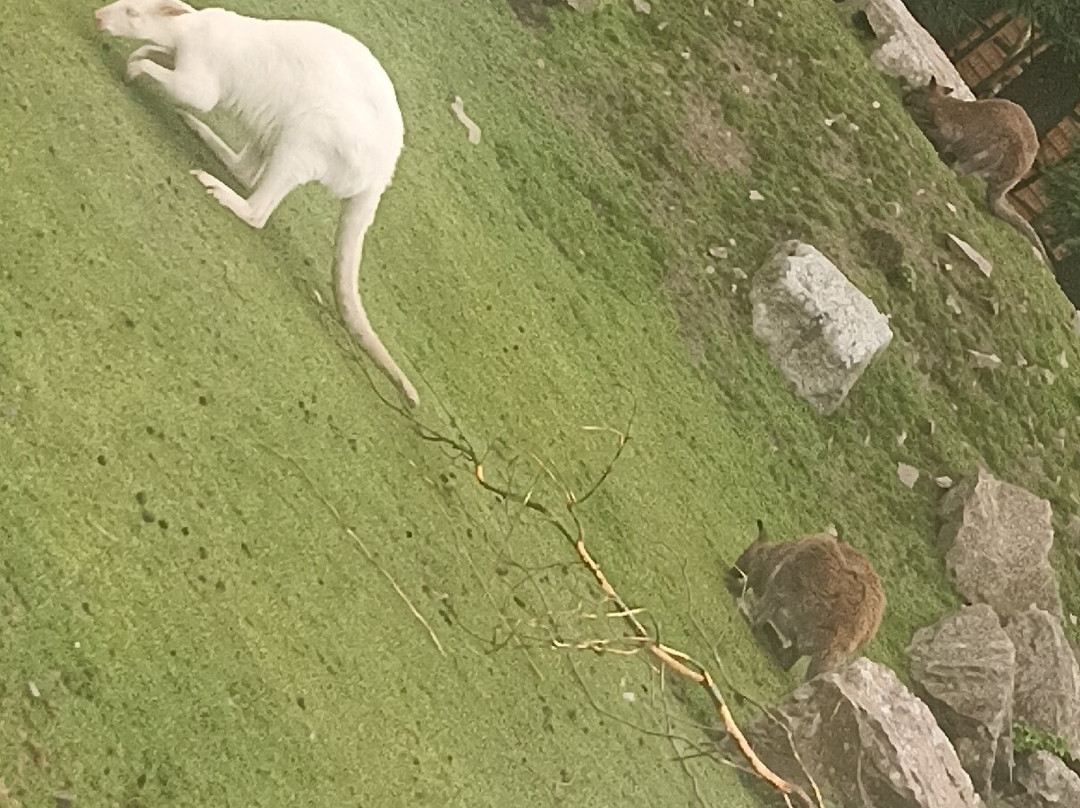 Zoo de Jurques景点图片