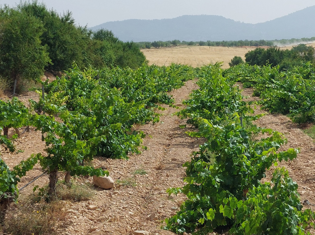 Bodega Vera de Estenas-Utiel必去景点