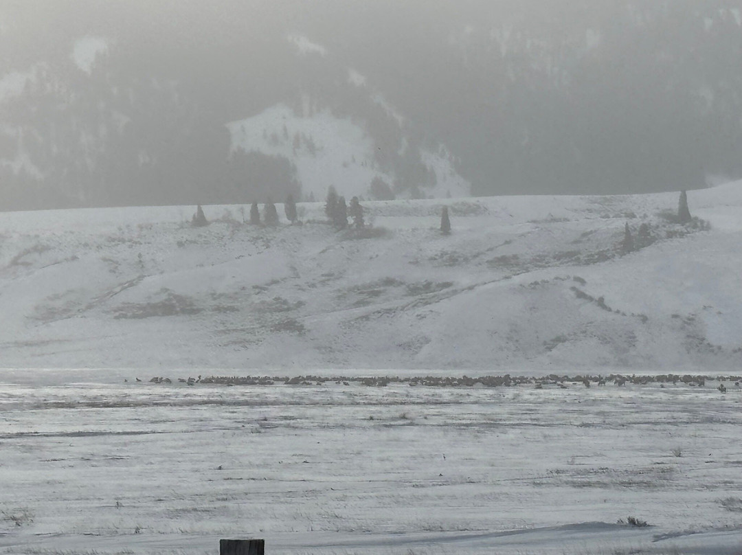 国家麋鹿保护区-杰克逊必去景点