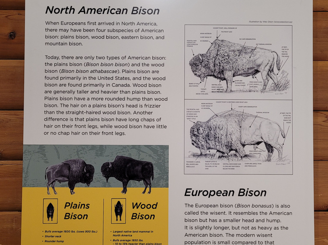 North American Bison Discovery Center-Jamestown必去景点