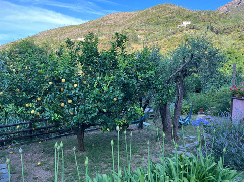 Amandolevanto B&B主图