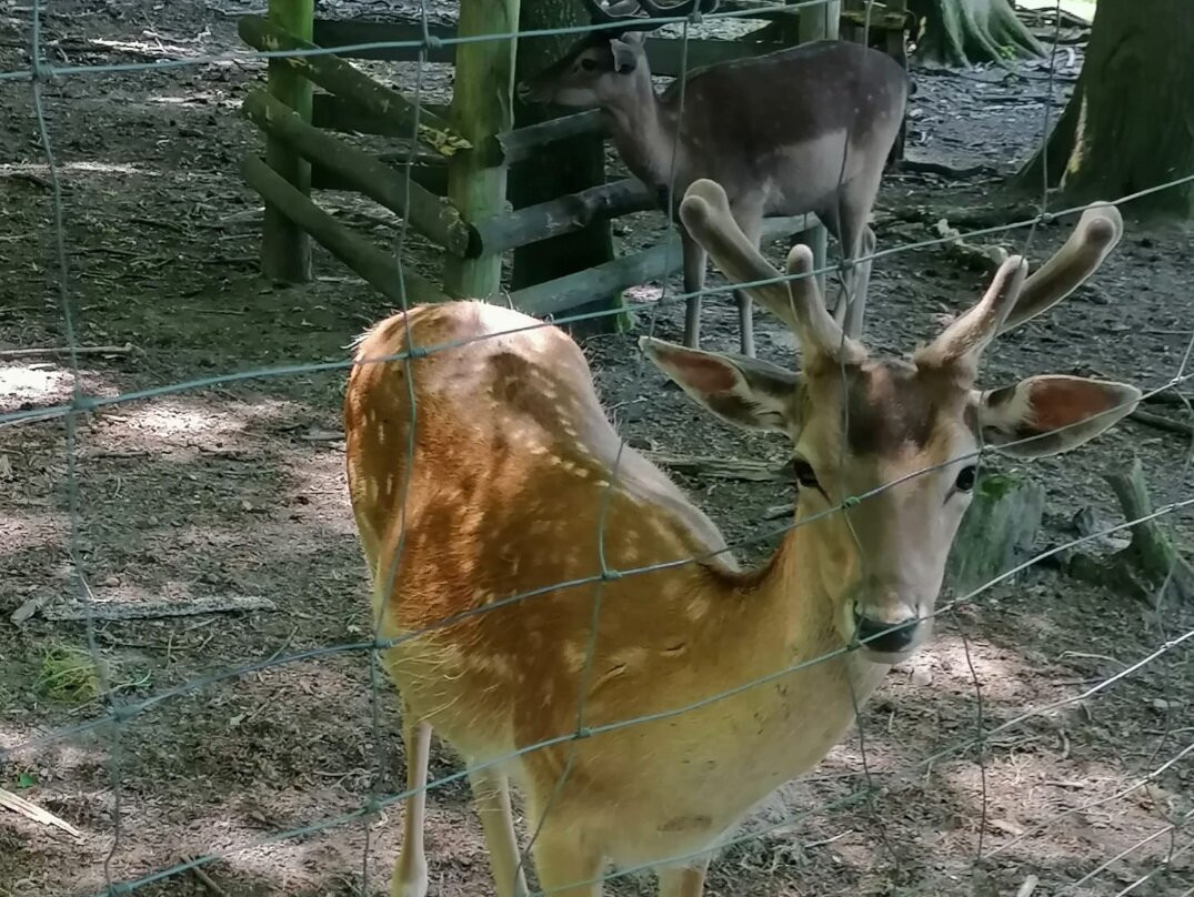 Wildpark Wiehl-Wiehl必去景点