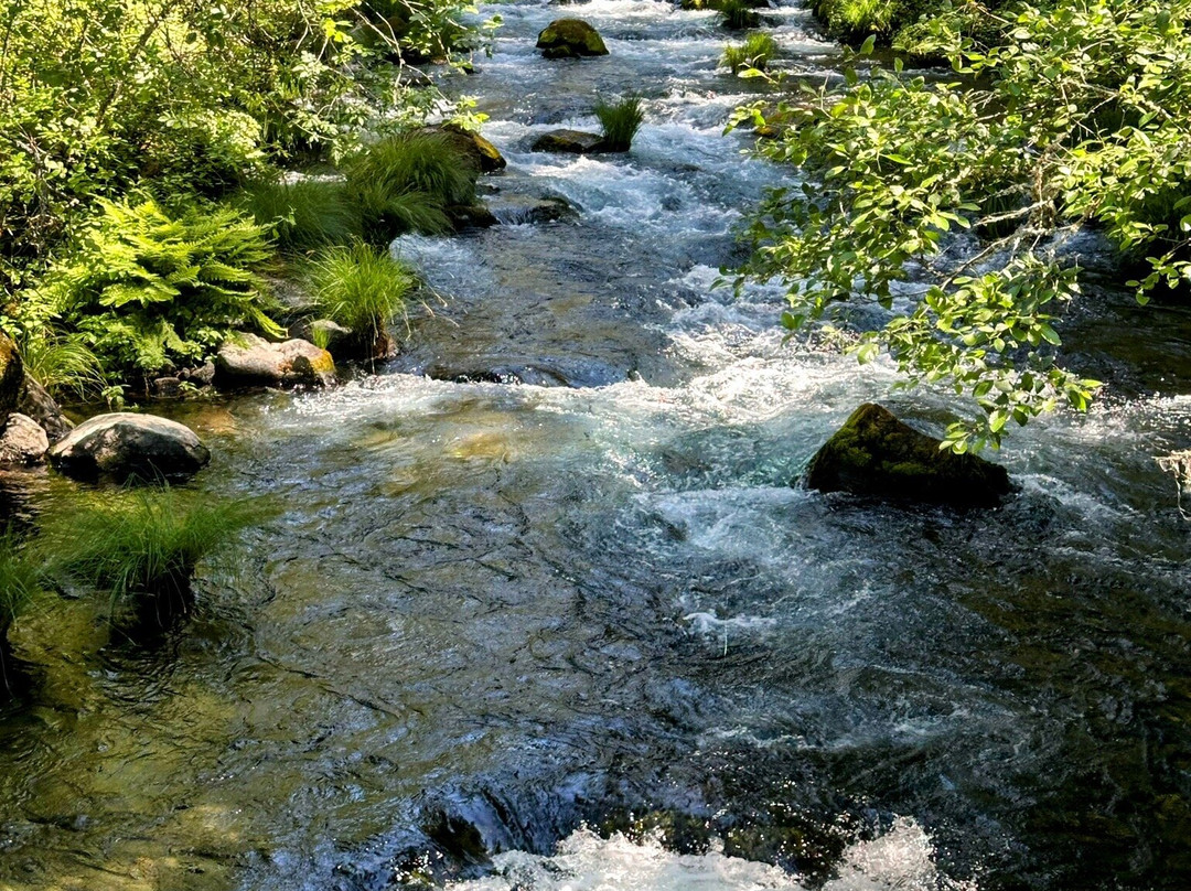 Shasta-Trinity National Forest-芒特沙斯塔必去景点
