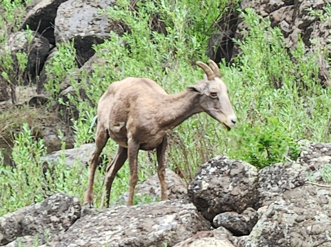 OARS Dories-刘易斯顿必去景点