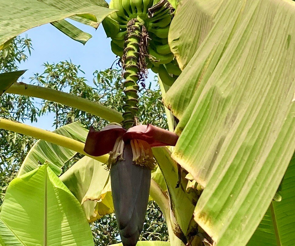 Granpa's Inn Hotel Bougainvillea主图