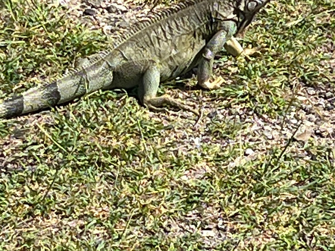 Fort Amsterdam-菲利普斯堡必去景点