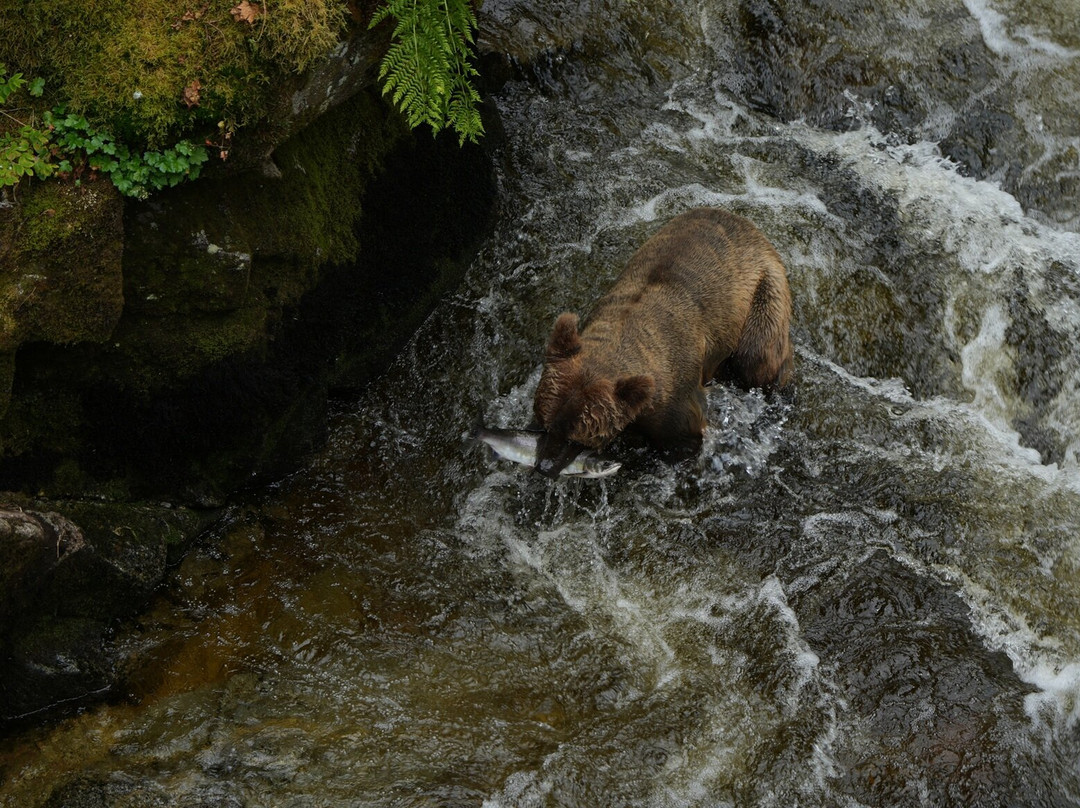 Breakaway Adventures Day Tours-Wrangell必去景点