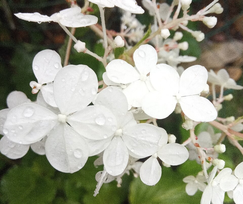 Il Giardino Di Monfestino-Serramazzoni必去景点