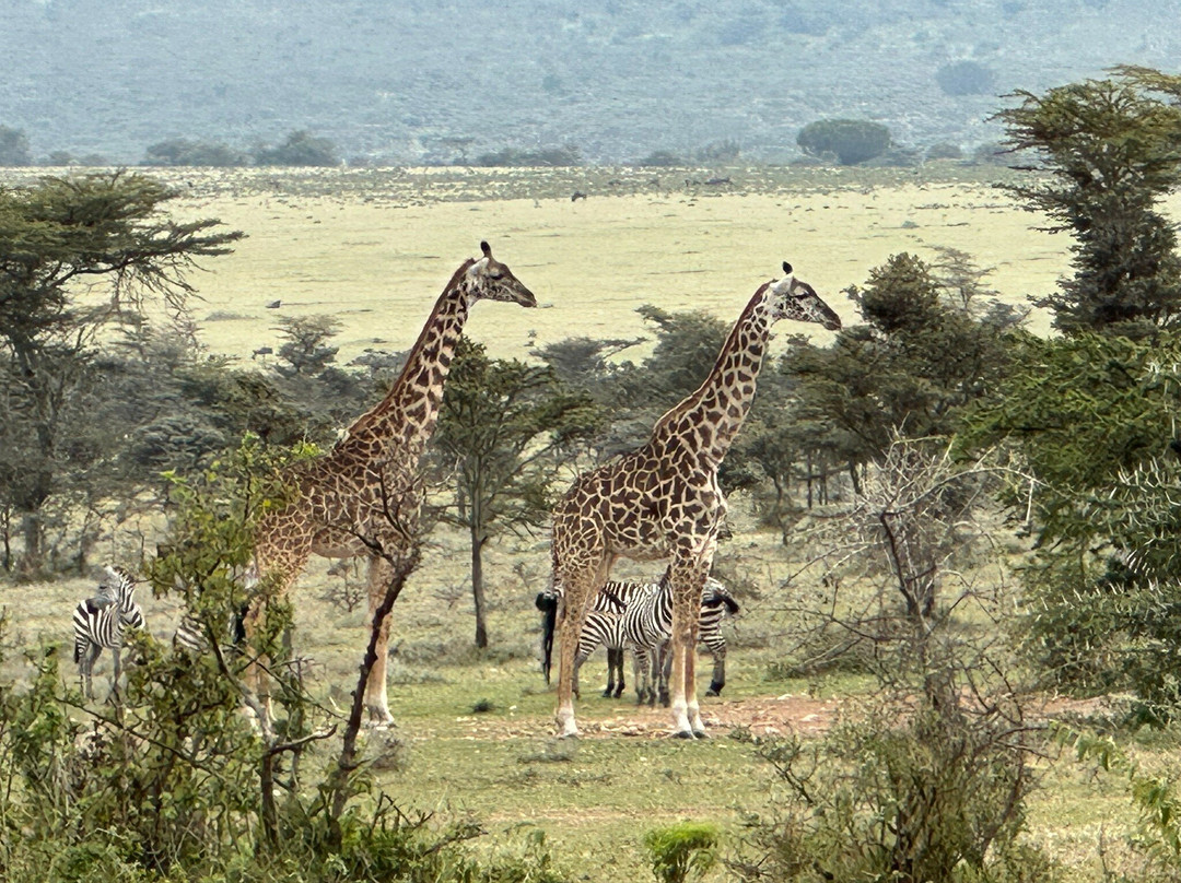 Thomson Safaris-塞伦盖蒂国家公园必去景点