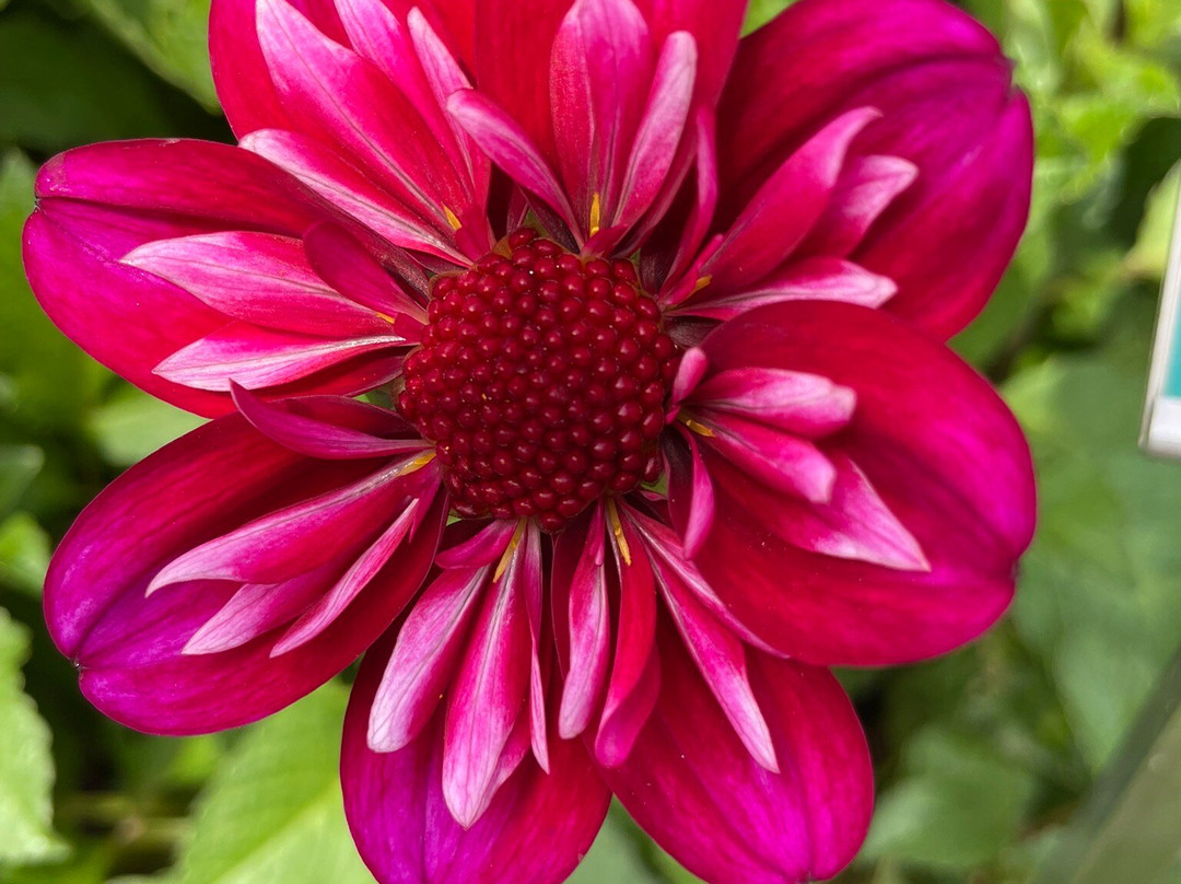 Botanical Gardens (Botaniska Tradgarden)-隆德必去景点