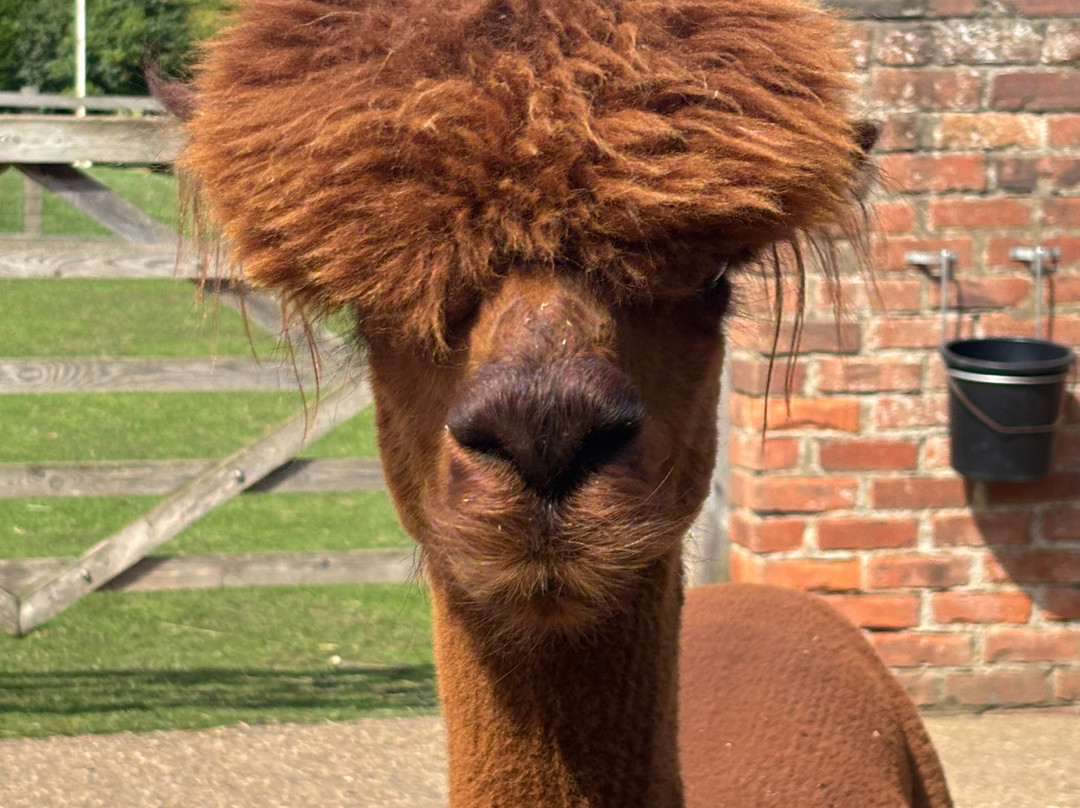 Westfield Alpacas-Barton-upon-Humber必去景点