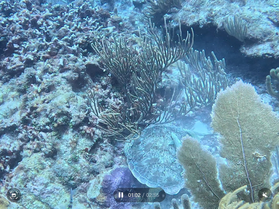 PR Dive-Bayamon必去景点