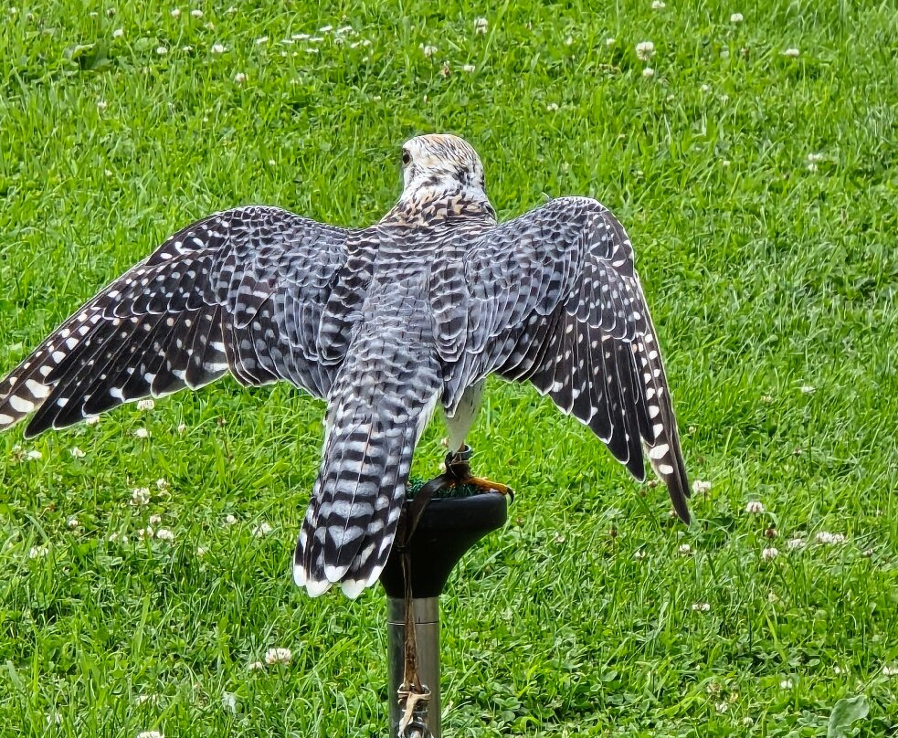 Elite Falconry-Kirkcaldy必去景点