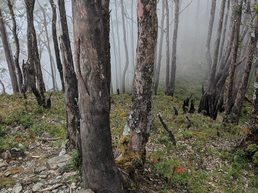 Gunung Mutis Natural Reserve-Soe必去景点