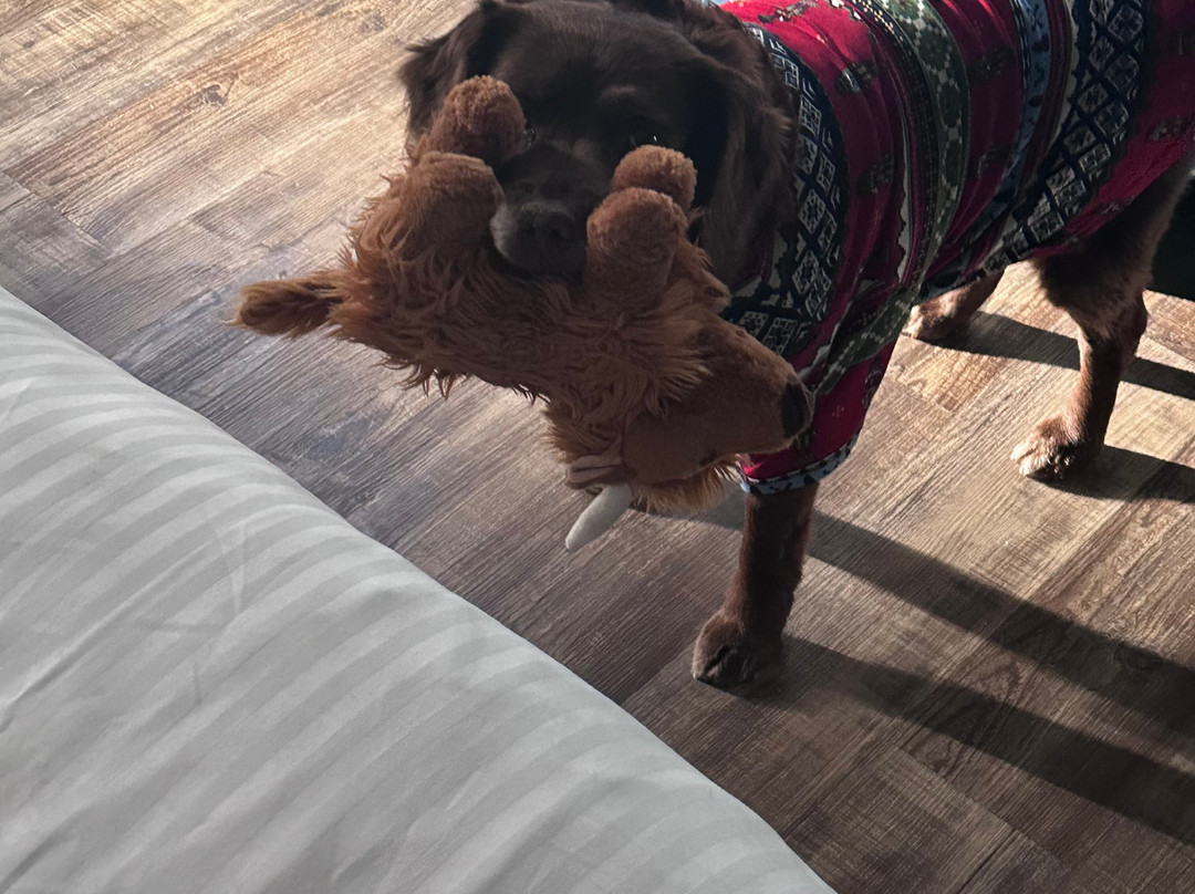 Ye Olde Fighting Cocks主图