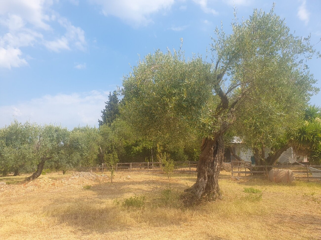 Dr. Kavvadia's Organic Farm-Tzavros必去景点