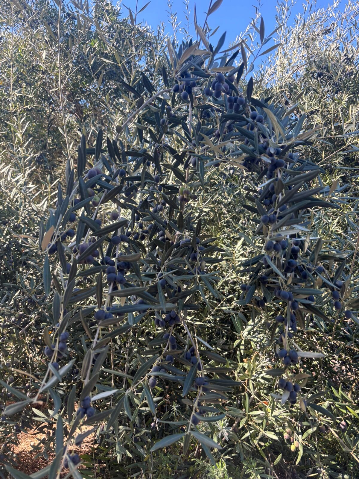 Termas de Jahuel Hotel & Spa-浴室