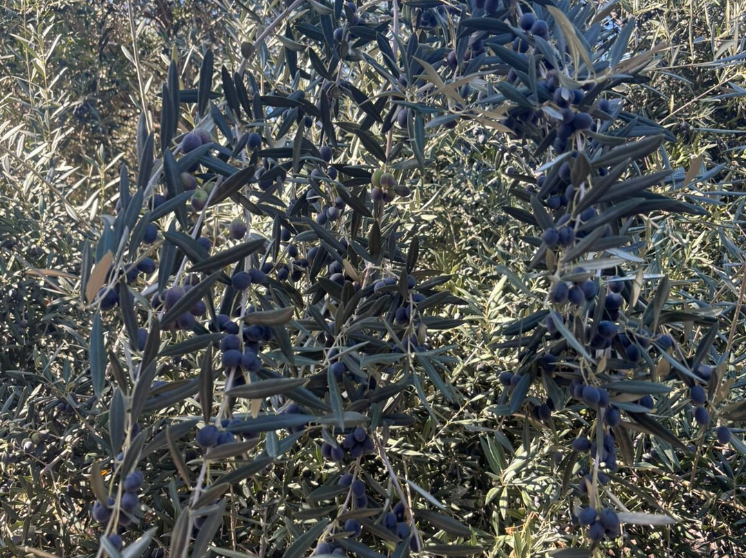 Termas de Jahuel Hotel & Spa主图