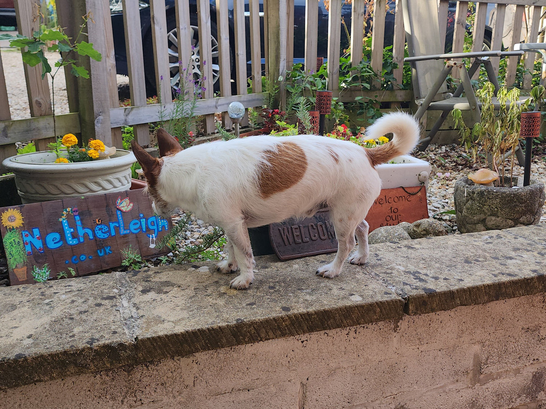 Netherleigh Bed and Breakfast主图