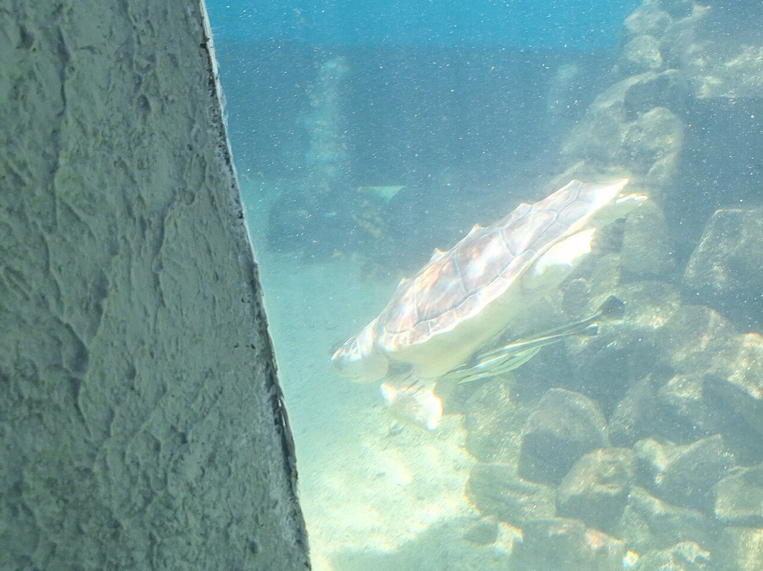 Acuario Mundo Marino-圣玛尔塔必去景点