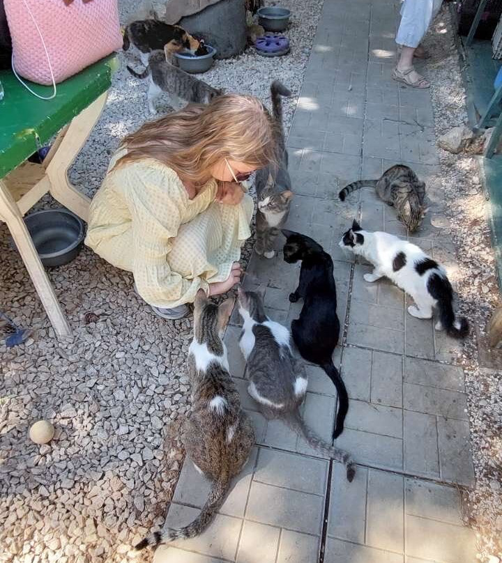 Kallithea Cats-Kallithea必去景点