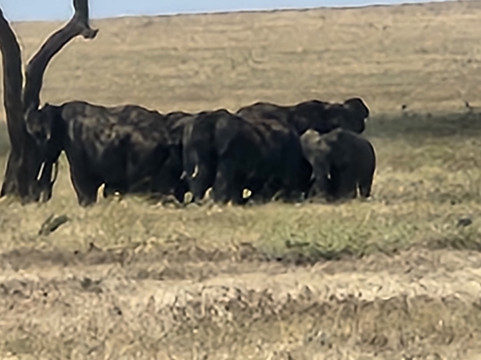 African Traces-莫西必去景点