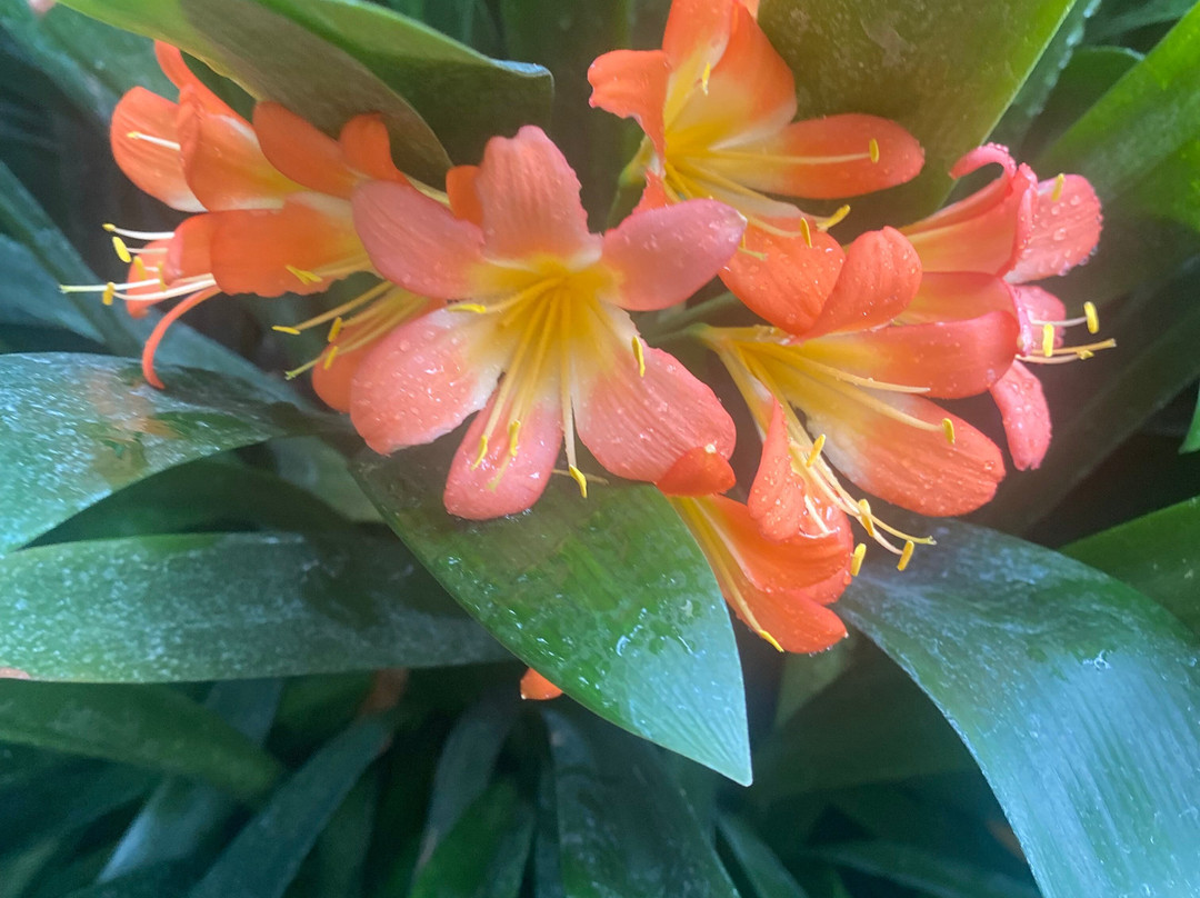 Botanical Garden-科希策必去景点
