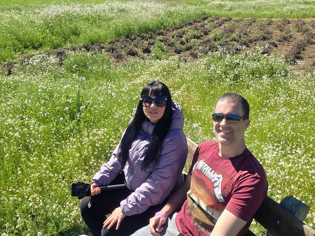 Lavandário Vale Dos Sonhos-Palmeira必去景点