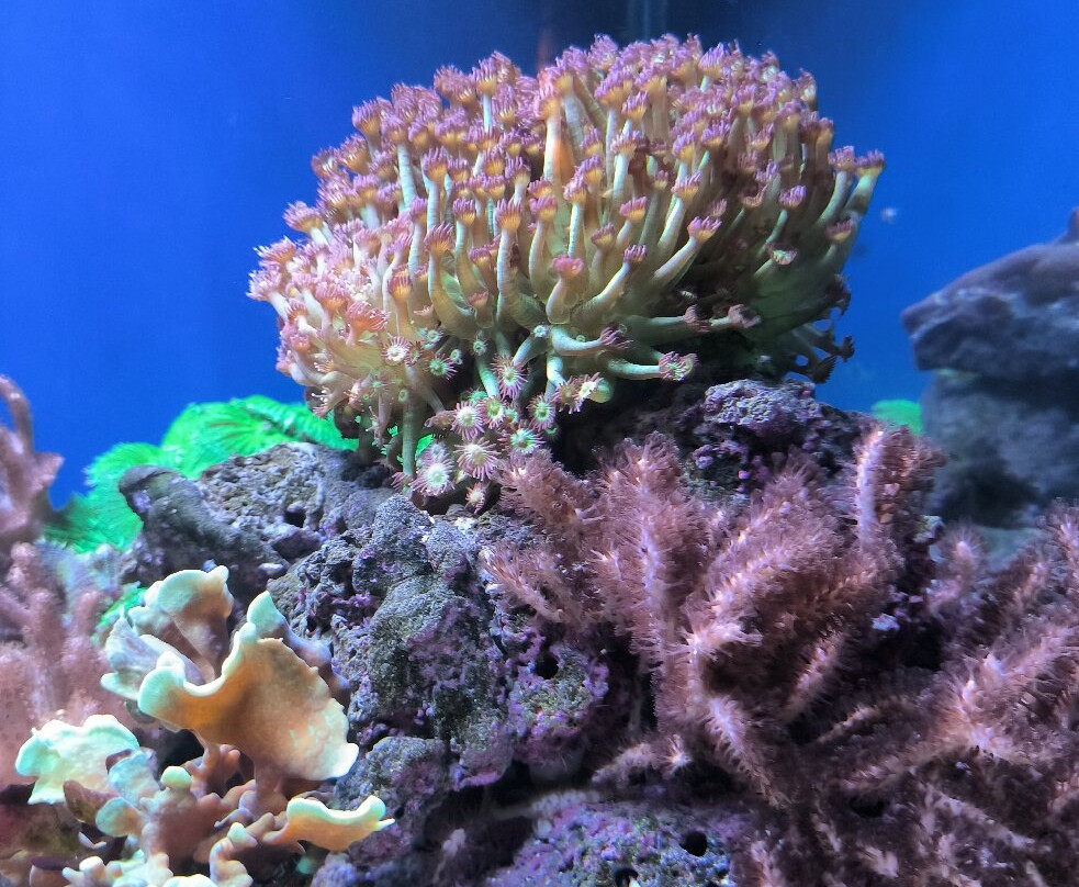 Aquarium Pula-普拉必去景点