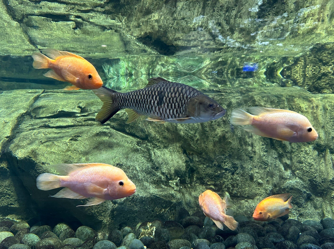 Jakarta Aquarium & Safari-雅加达必去景点