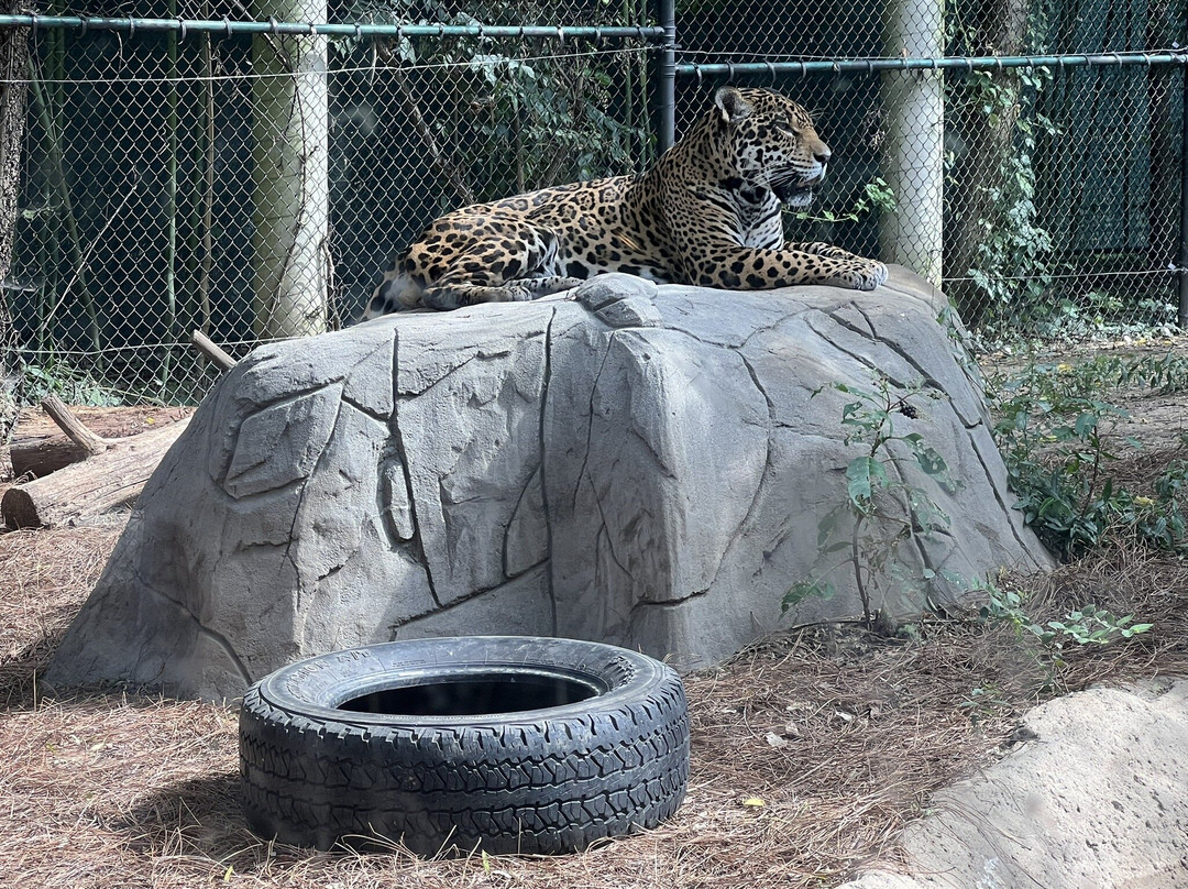 Chattanooga Zoo-查塔努加必去景点