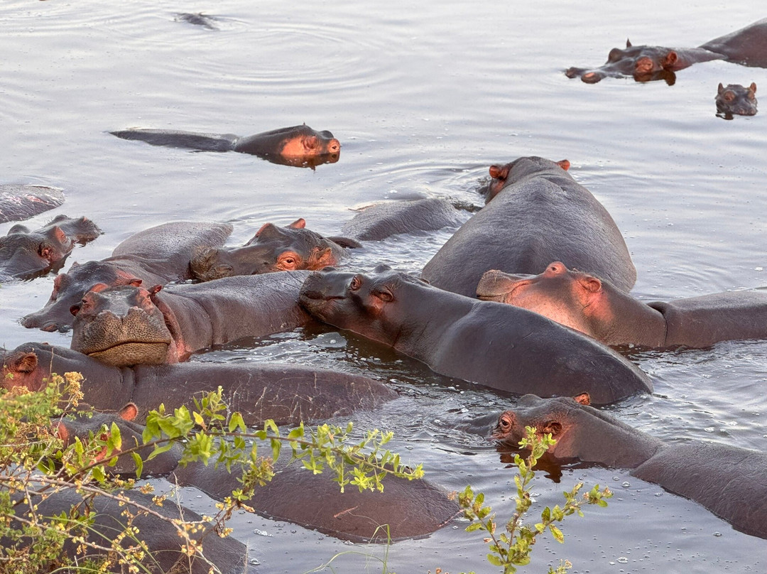 Serengeti Hippo Pool-塞伦盖蒂国家公园必去景点