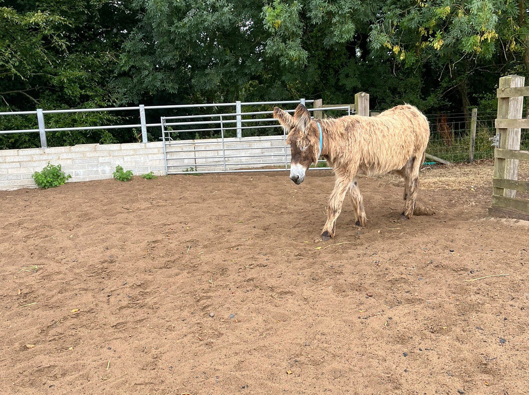 The Donkey Sanctuary-西德茅斯必去景点