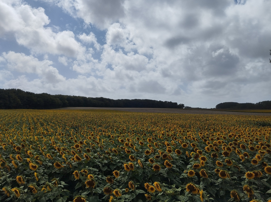 Le Train Des Mouettes-Saujon必去景点