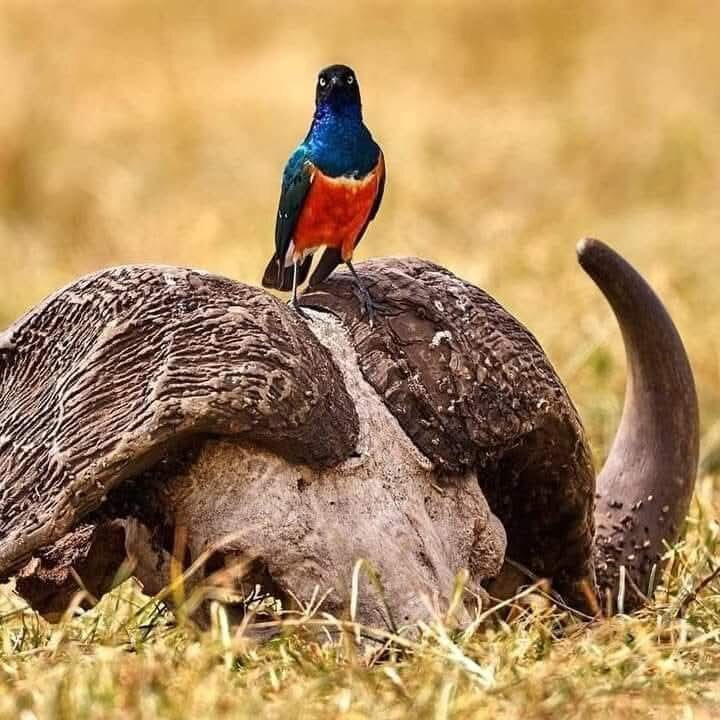 Joseph  Parsae-Amboseli Eco-system必去景点