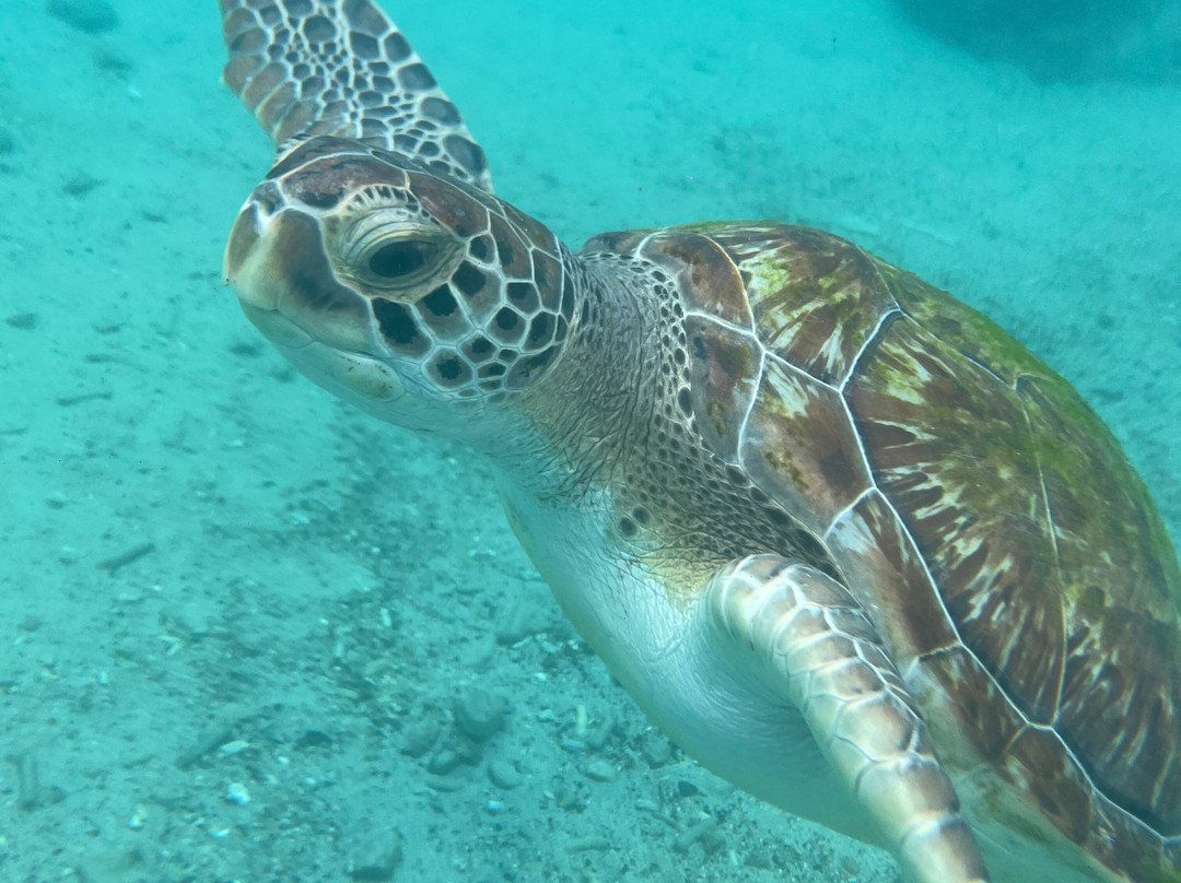 Playa Piskado/Playa Grandi-Sabana Westpunt必去景点