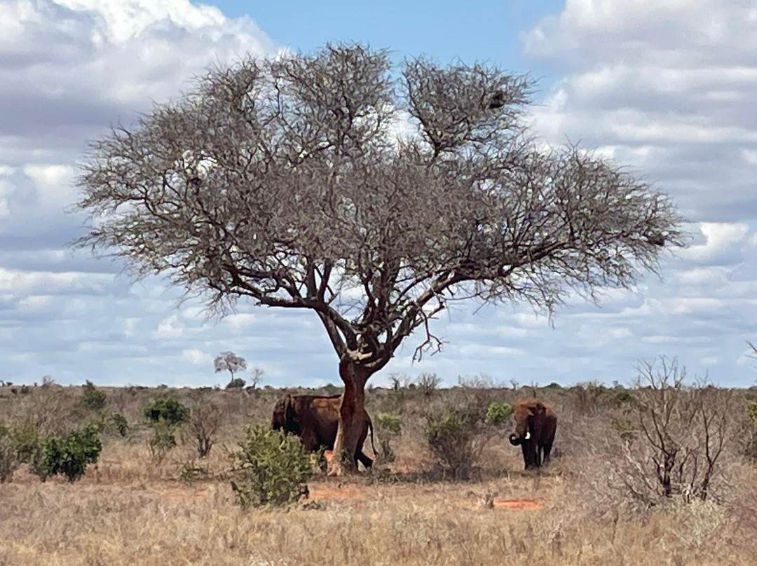 Luchiano Tours and Safaris-迪亚尼必去景点