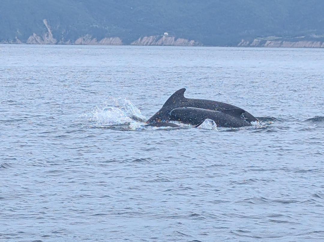 Oshan Whale Watch-Bay St. Lawrence必去景点